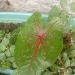 Caladium bicolor Blad