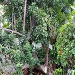 Ehretia tinifolia Corteza
