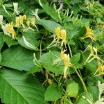 Lonicera japonicaFlower