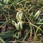 Ornithogalum sigmoideum Flower