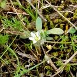 Cerastium diffusum Likasa