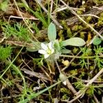 Cerastium diffusum Foglia