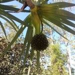 Pandanus utilis Owoc