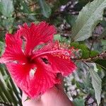 Hibiscus schizopetalusFlower