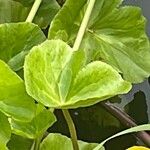 Caltha palustris পাতা