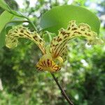 Monodora carolinae Flower