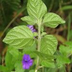 Browallia americana Leaf