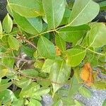 Derris trifoliata 葉