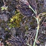 Carex atrofusca Habitatea