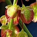 Rumex roseus Цвят