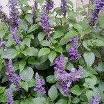 Salvia farinaceaΣυνήθη χαρακτηριστικά