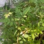 Jasminum officinaleFlower