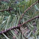 Abies alba Лист