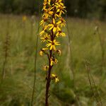 Ligularia sibirica花