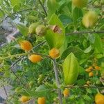 Duranta erecta Fruit