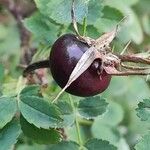 Rosa webbiana Fruit