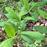 Oemleria cerasiformis Blatt