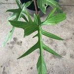 Philodendron pedatum Лист