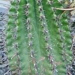 Ferocactus herrerae Habitat