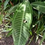 Miconia calvescens Leaf