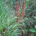Orobanche gracilis Alkat (teljes növény)