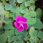 Oxalis purpurea Blomst