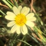 Leucanthemopsis pallida Λουλούδι