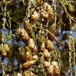 Larix decidua Fruit