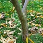 Ficus erecta Rinde