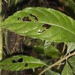 Carpotroche platyptera Leaf