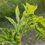 Heracleum sphondyliumYaprak