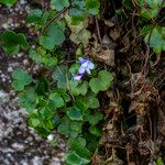 Cymbalaria muralis Flor