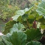 Gunnera insignis Leaf