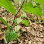 Polygonatum multiflorumFlower