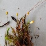 Phyllodoce caerulea Květ