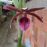 Phaius tankervilleae 花