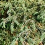 Picea mariana Blatt