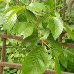 Ulmus carpinifolia Feuille