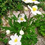 Anemone sylvestris Alkat (teljes növény)