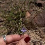 Penstemon linarioides Flor