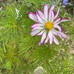 Tanacetum coccineum Foglia