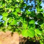 Haematoxylum campechianum Листок