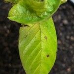 Frangula azorica Likasa