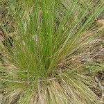 Festuca filiformis Yaprak