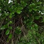 Quercus agrifolia List