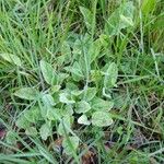 Hieracium maculatum Fuelha