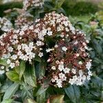 Viburnum rigidum Blomst