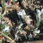 Paronychia argentea 花