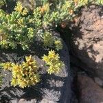 Gymnocarpos decander Flor