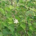 Grewia tenax Flower